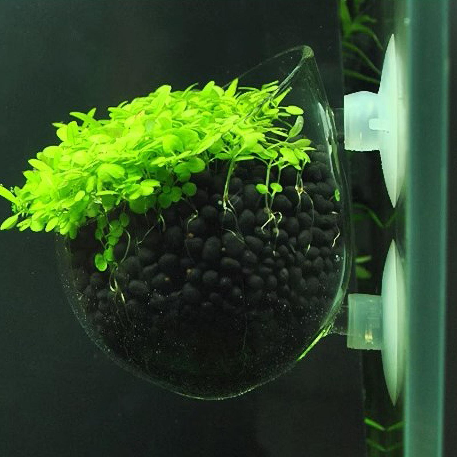 Aquarium Fish Enrichment - Aquarium-Pflanzenhalter Glas-Wasserpflanzentopf mit Saugnäpfen Lebende Pflanzen