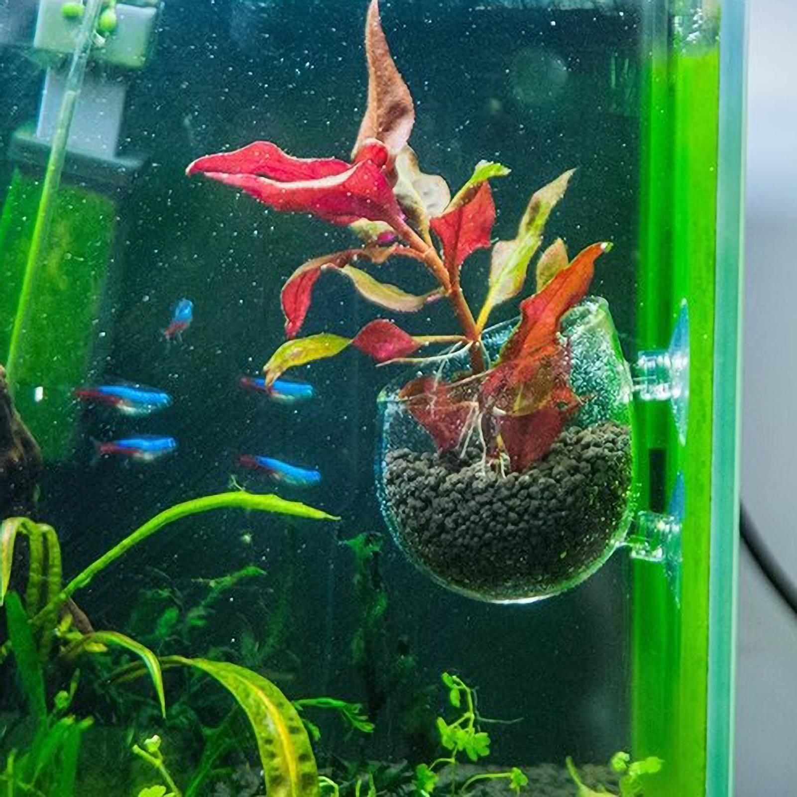 Aquarium-Pflanzenhalter Glas-W – Aquarium Fish Enrichment Bewertung und Preis