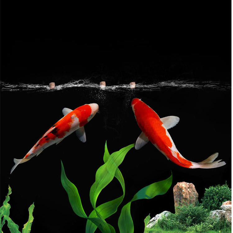 Großhandel Export hochwertige  – Aquarium Fish Exporter Bewertung und Preis