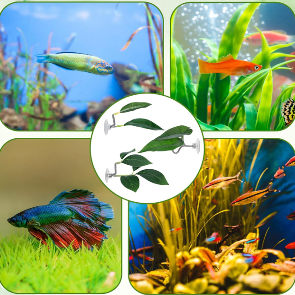 1 Stück Betta-Fisch-Hängematte – Aquarium Fish Enrichment Bewertung und Preis