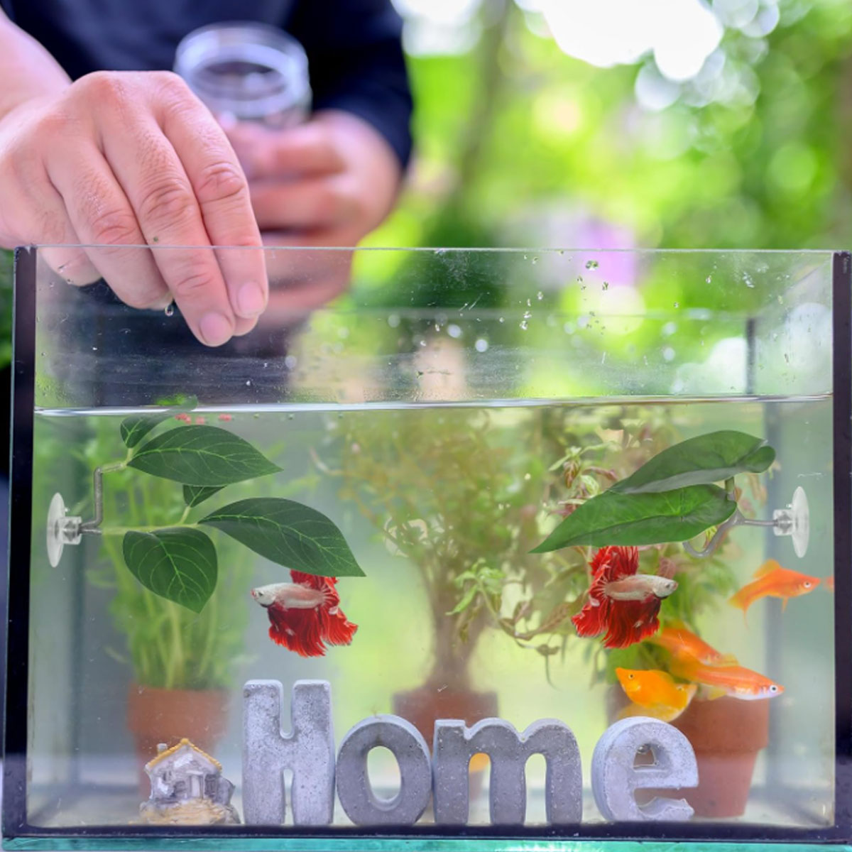 1 Stück Betta-Fisch-Hängematte – Aquarium Fish Enrichment Bewertung und Preis